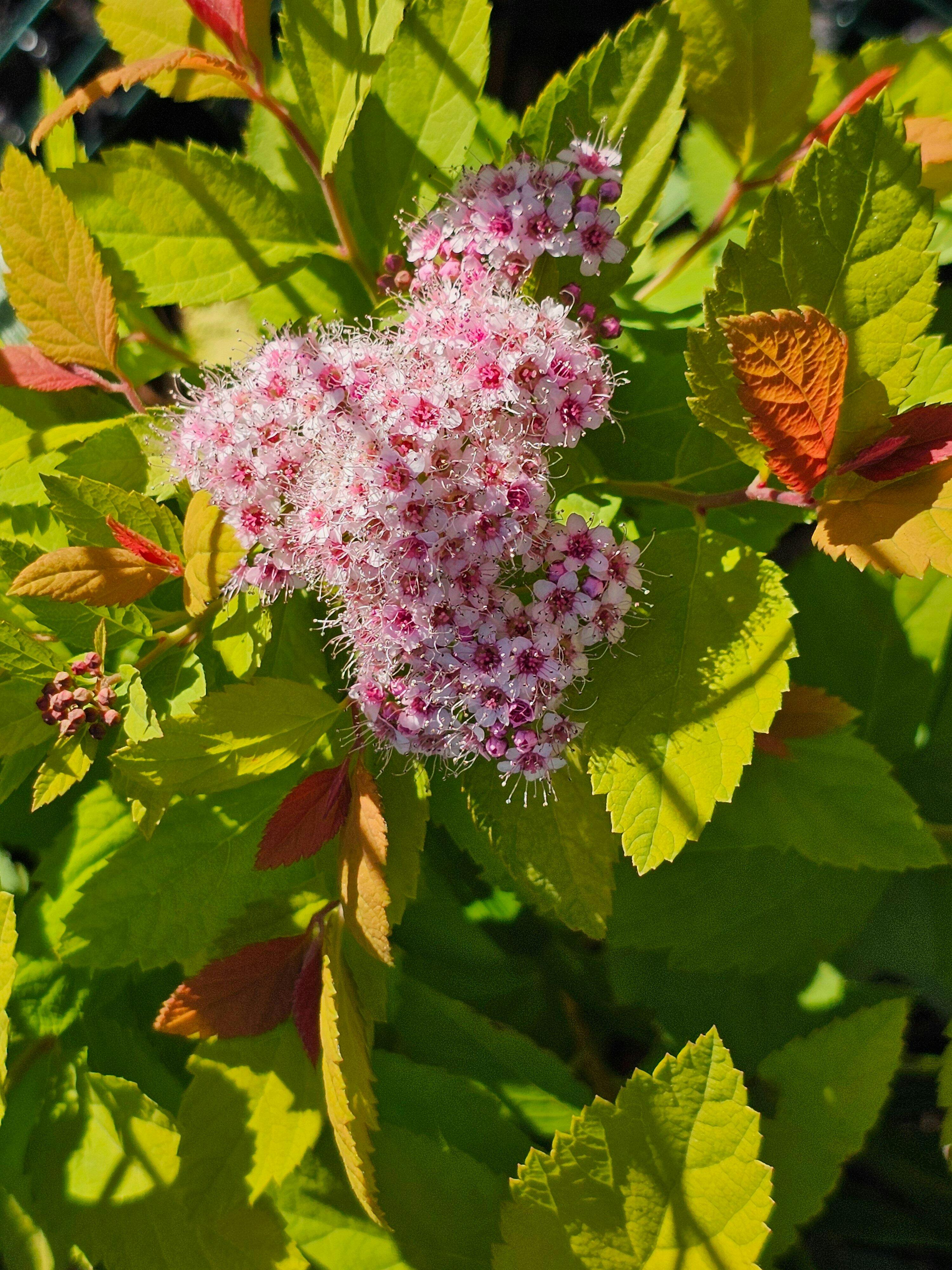 Double Play Big Bang Spirea