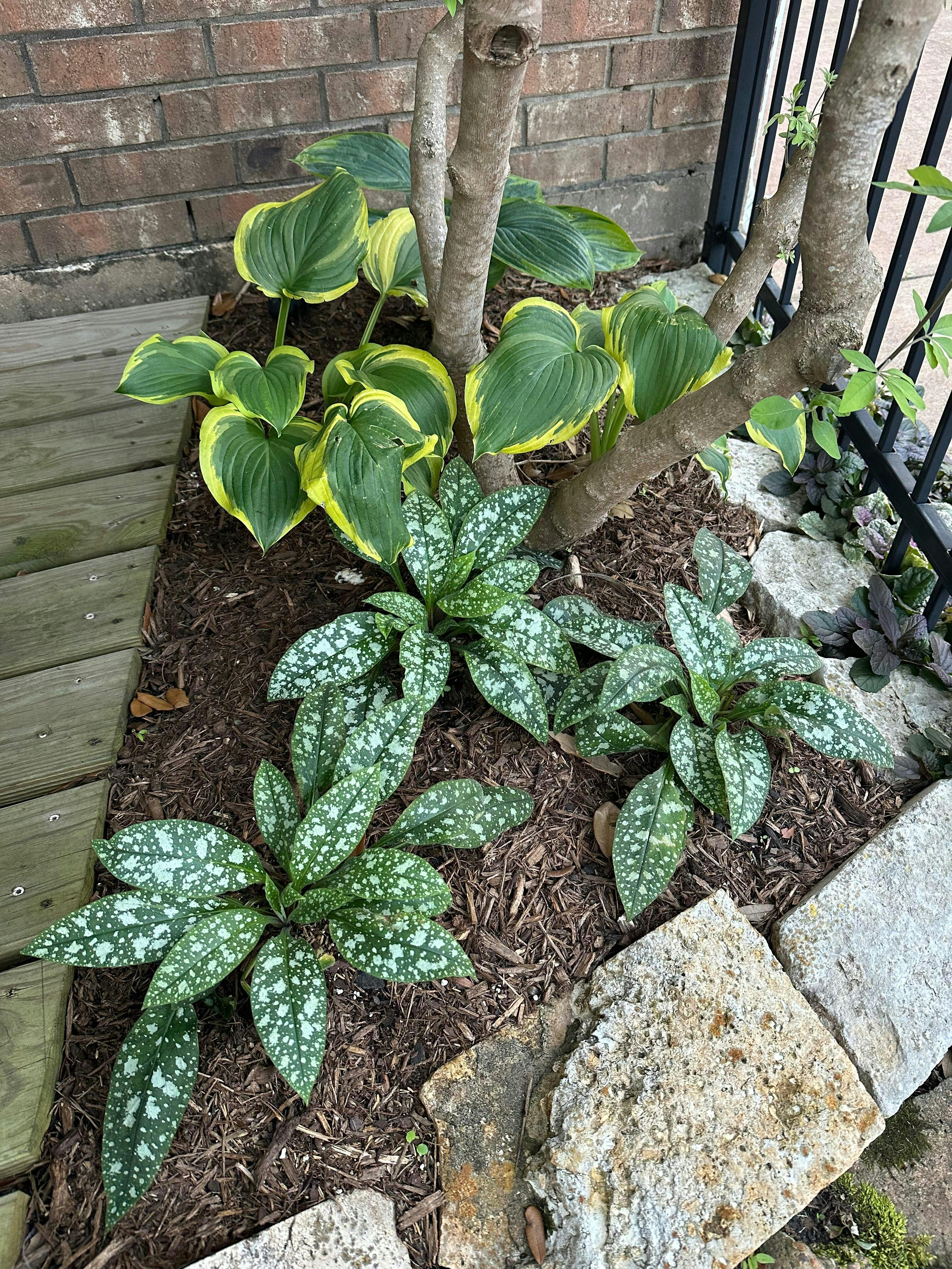 'Pink-a-Blue' Lungwort (Pulmonaria)