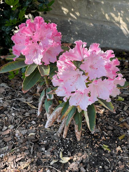 Dandy Man Color Wheel® Rhododendron | Proven Winners – Great