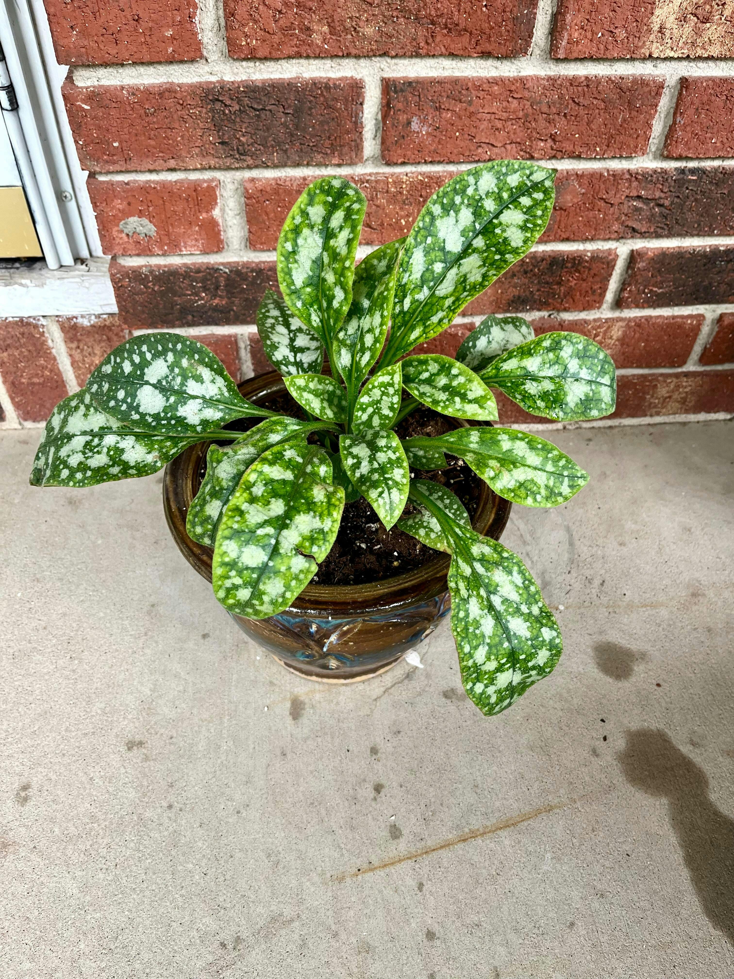 'Spot On' Lungwort (Pulmonaria)