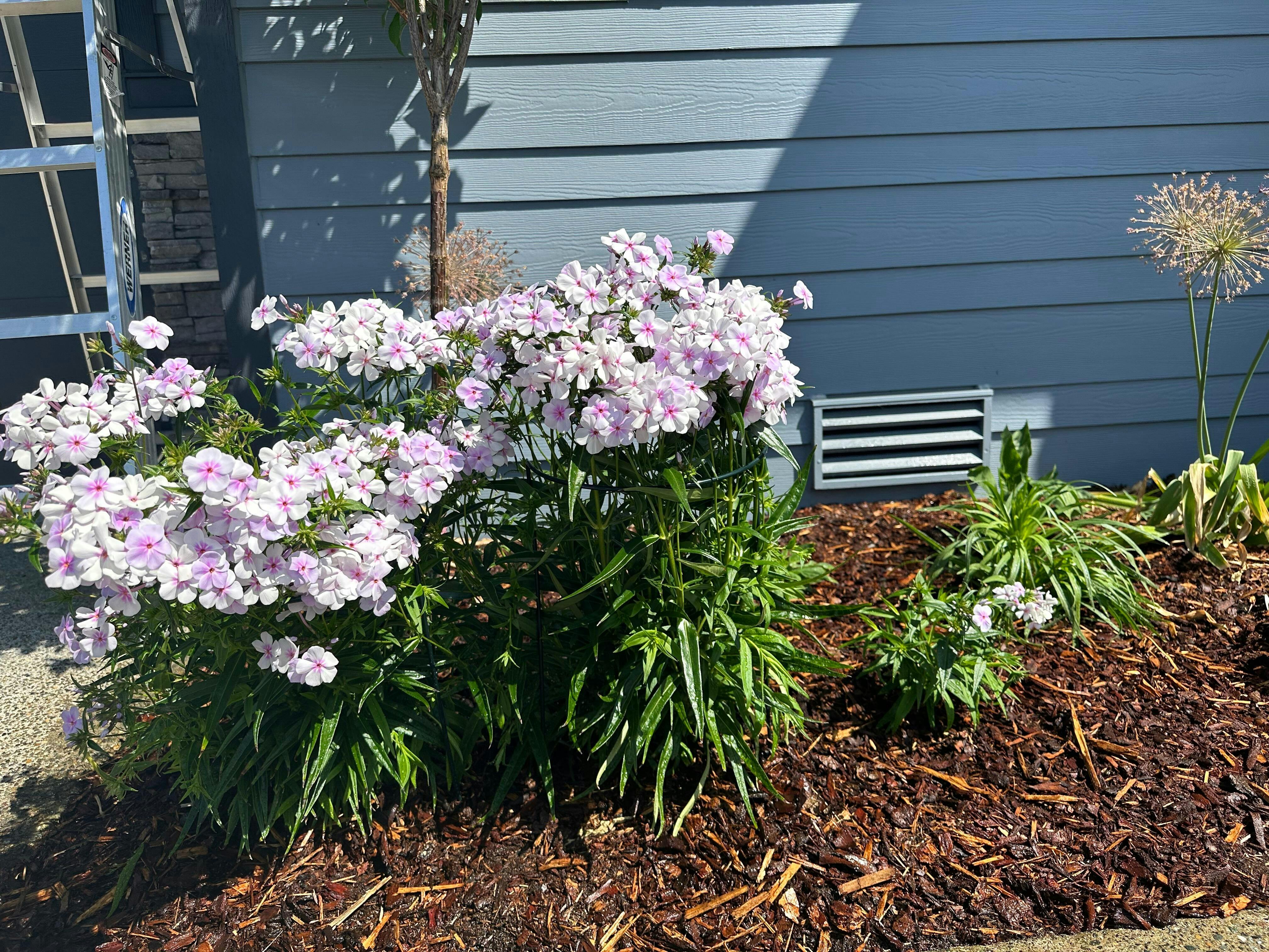 'Opening Act Pink-A-Dot' Hybrid Phlox
