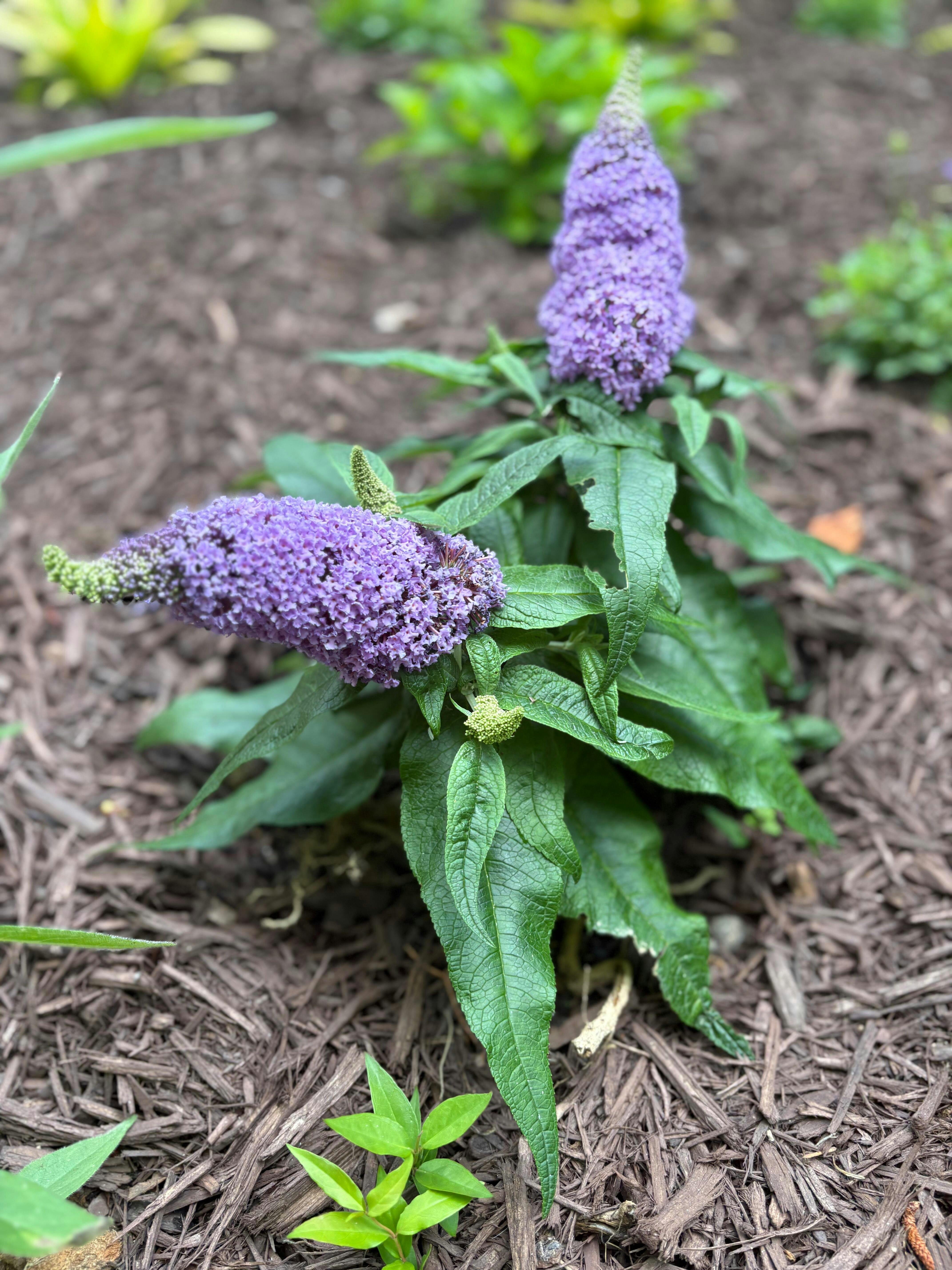 Pugster Amethyst Butterfly Bush - Thumbnail 3