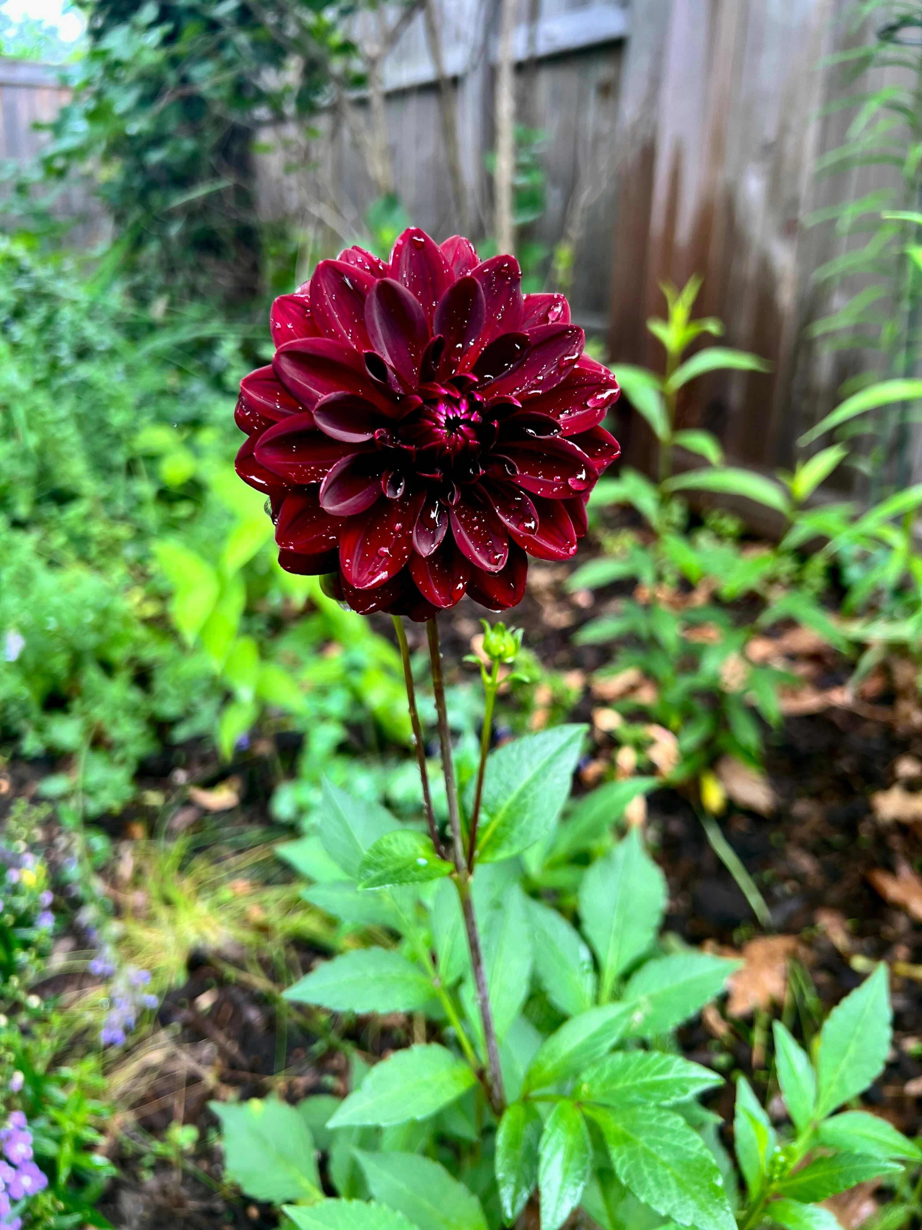 'Arabian Night' Dahlia - Thumbnail 4