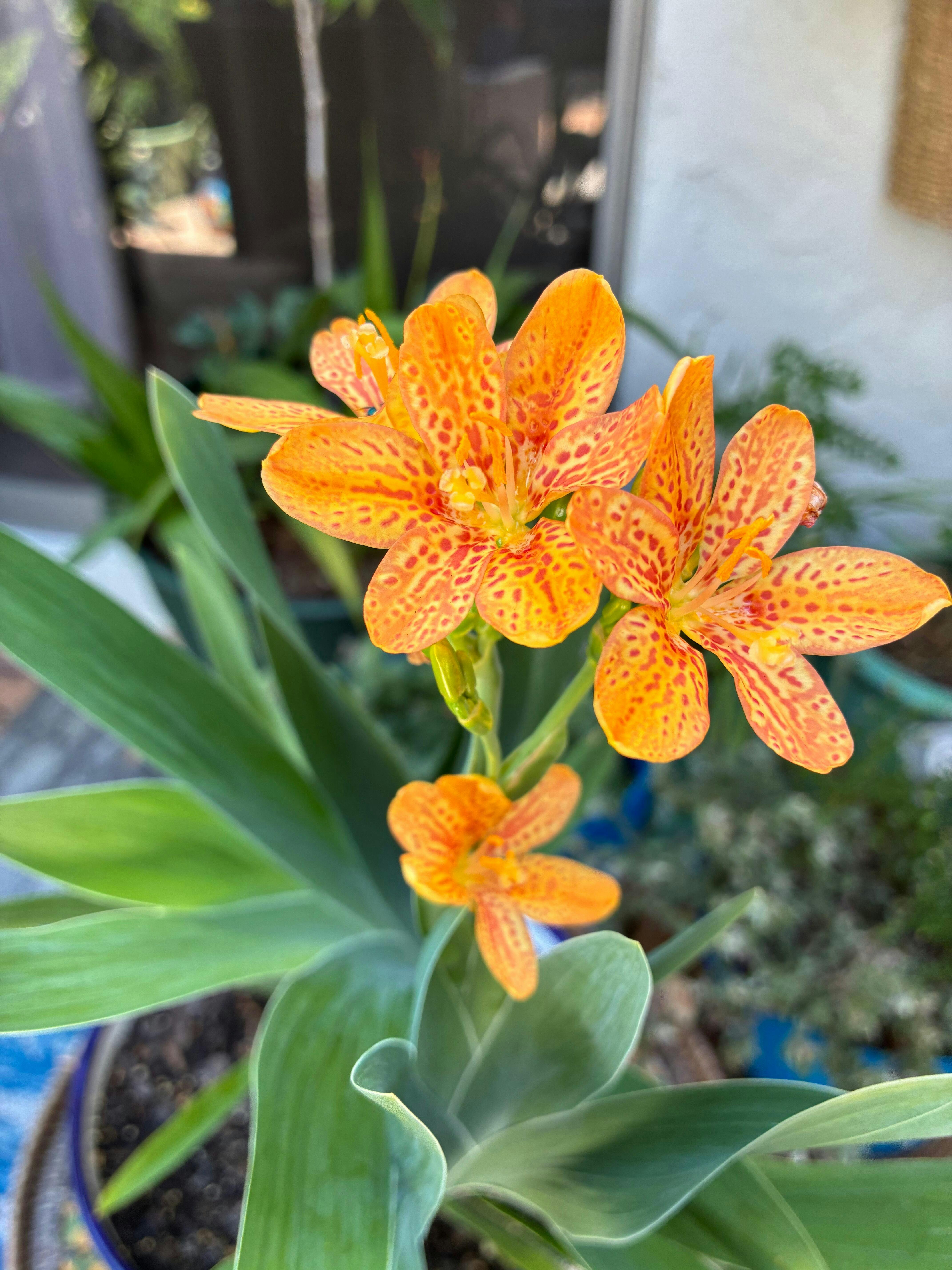 'Freckle Face' Blackberry Lily (Belamcanda)