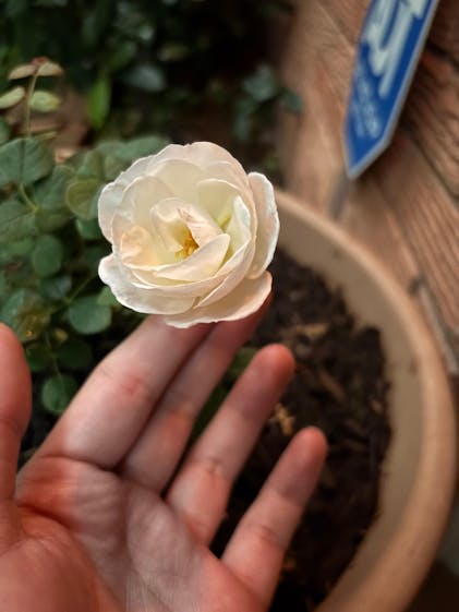 Flavorette Pear'd® Rose For Sale | Proven Winners – Great Garden