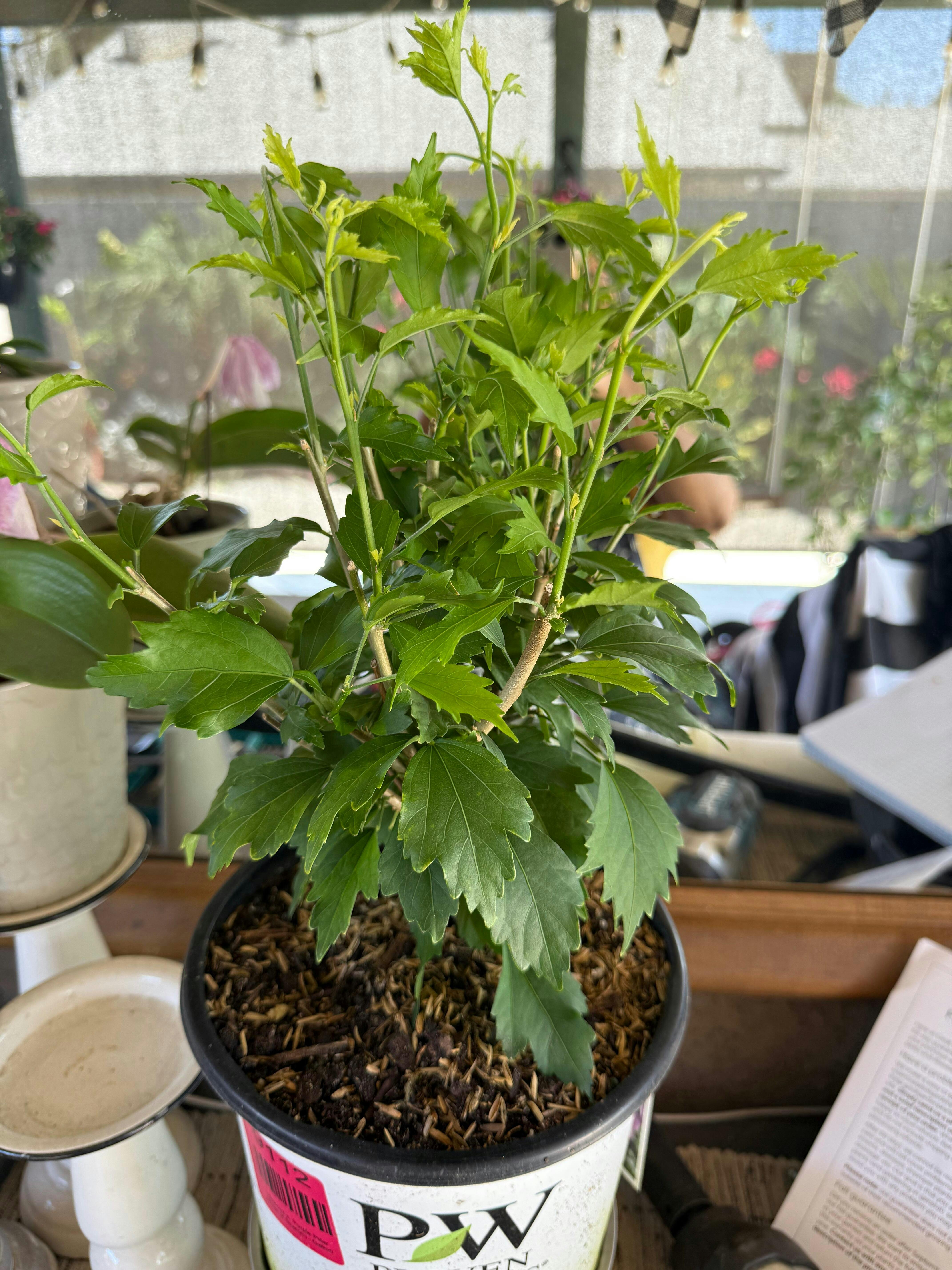 Purple Pillar Rose of Sharon (Hibiscus)
