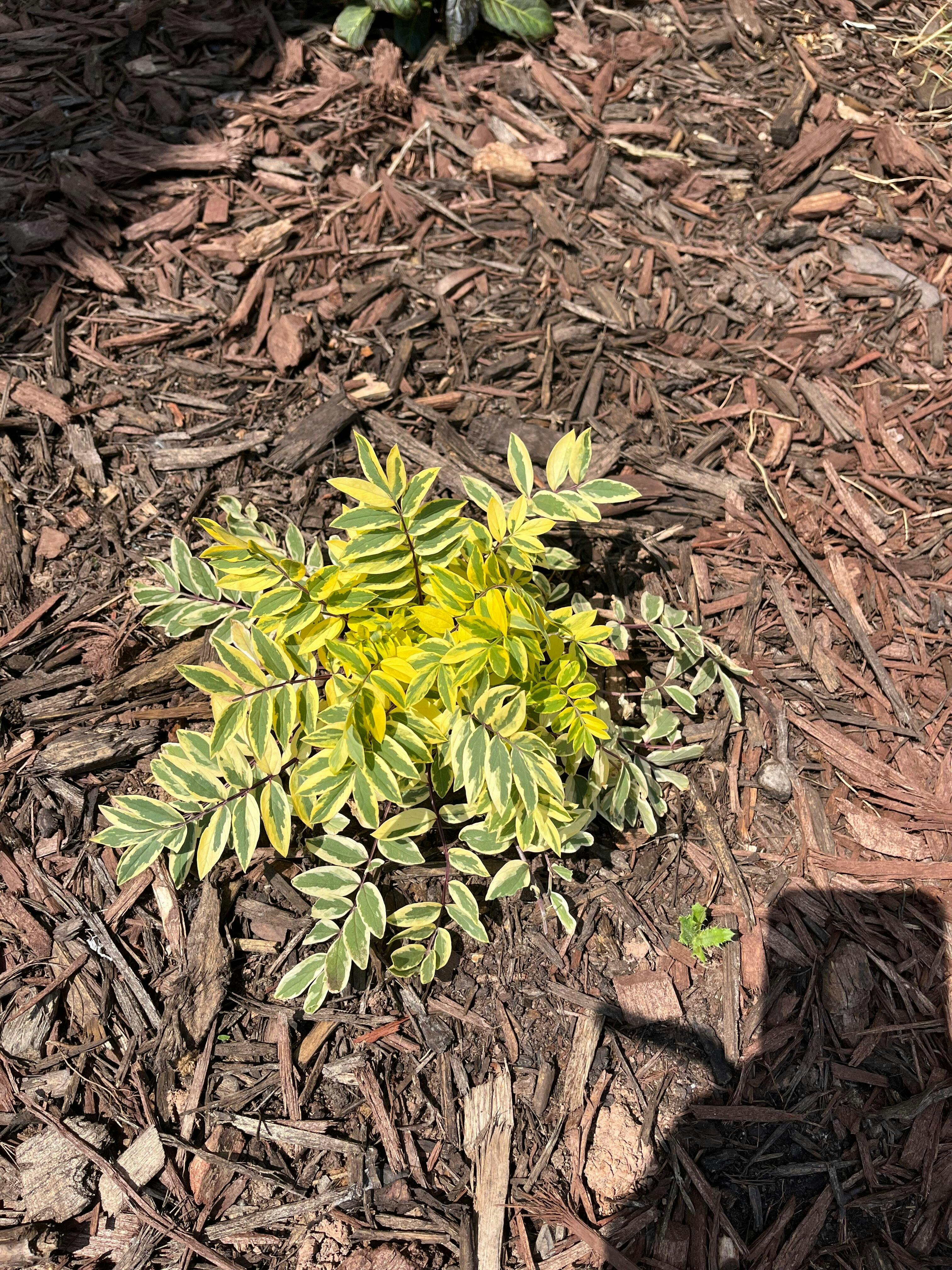 'Golden Feathers' Jacob's Ladder (Polemonium) - Thumbnail 2