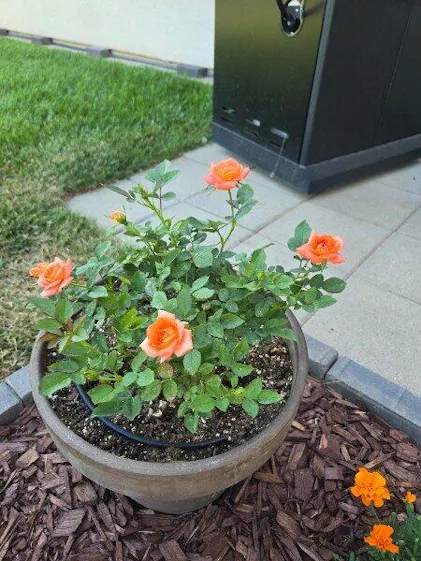 Sunblaze Amber Rose Plants For Sale | Shrubs Great Garden Plants Sunblaze Amber Rose Plants For Sale | Shrubs Great Garden Plants