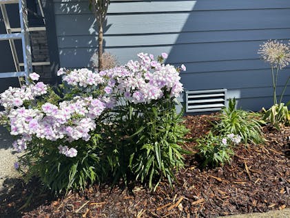 Opening Act Pink-A-Dot' Hybrid Phlox For Sale | Perennials – Great