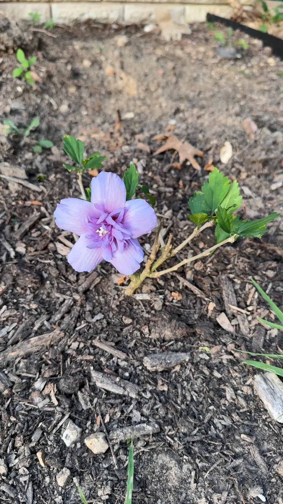 Blue Chiffon® Rose of Sharon - Hibiscus syriacus – ButterflyBushes.com