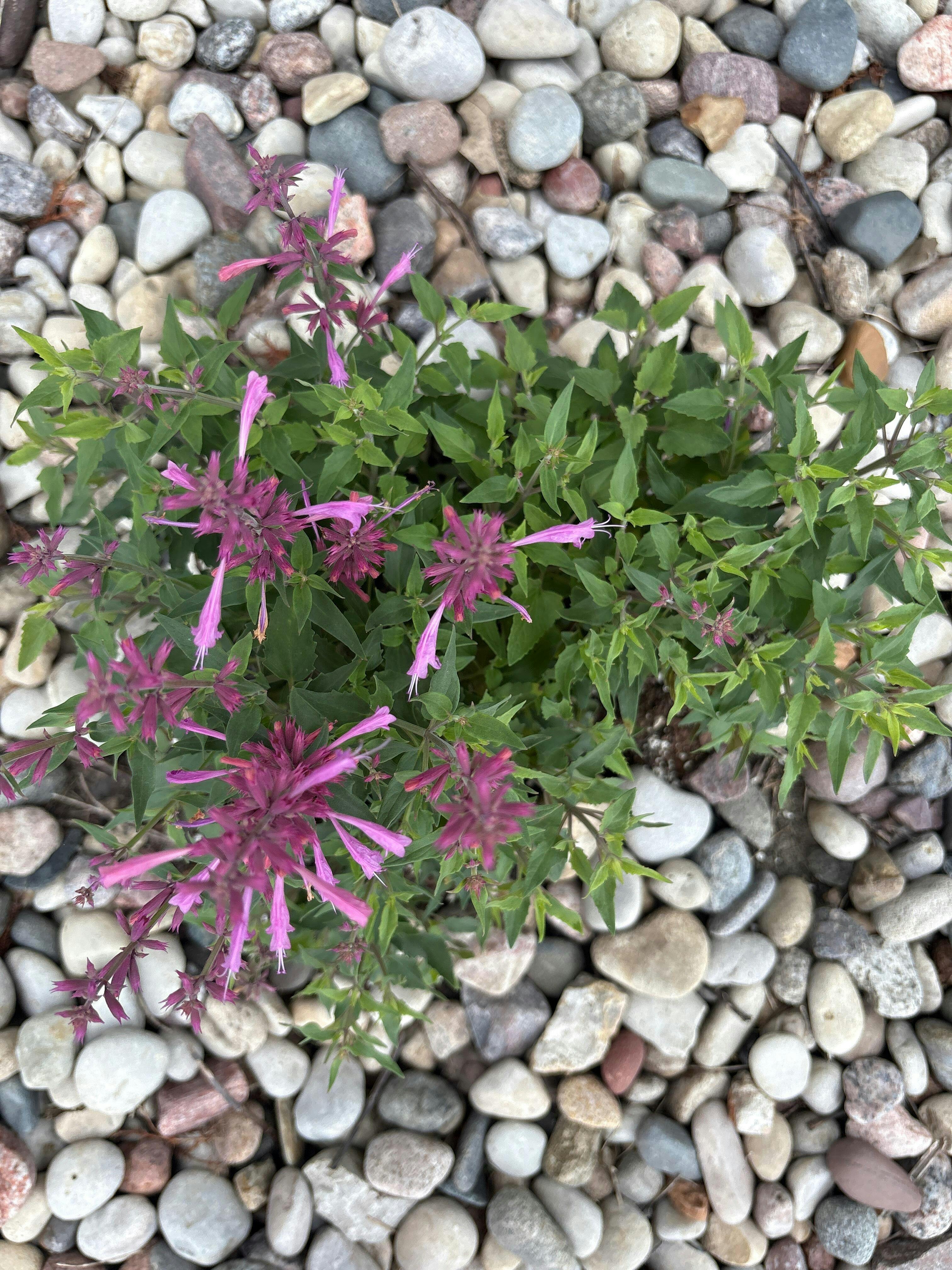 'Rosie Posie' Hummingbird Mint (Agastache)