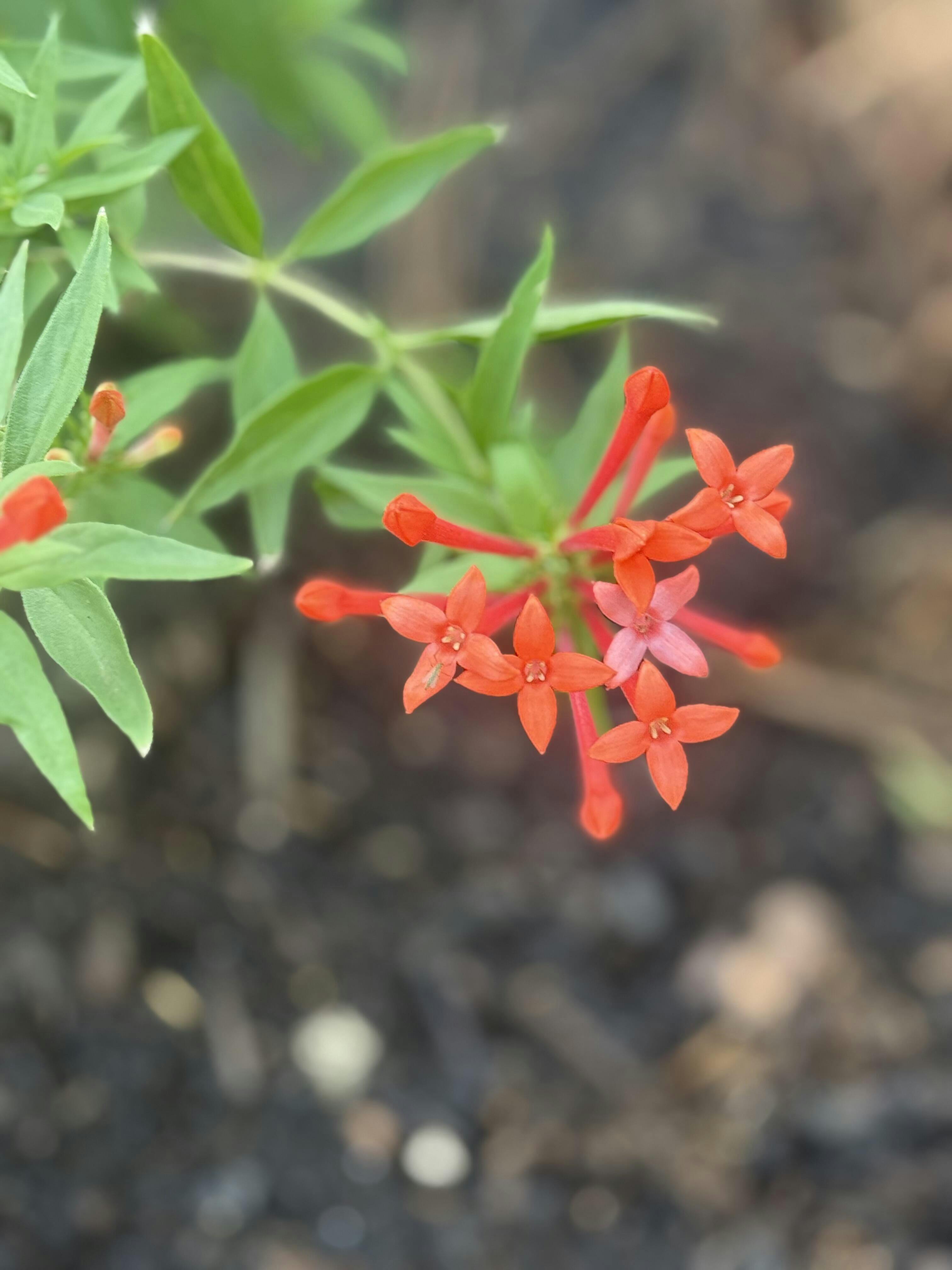 Estrellita Little Star Firecracker Bush (Bouvardia) - Thumbnail 2