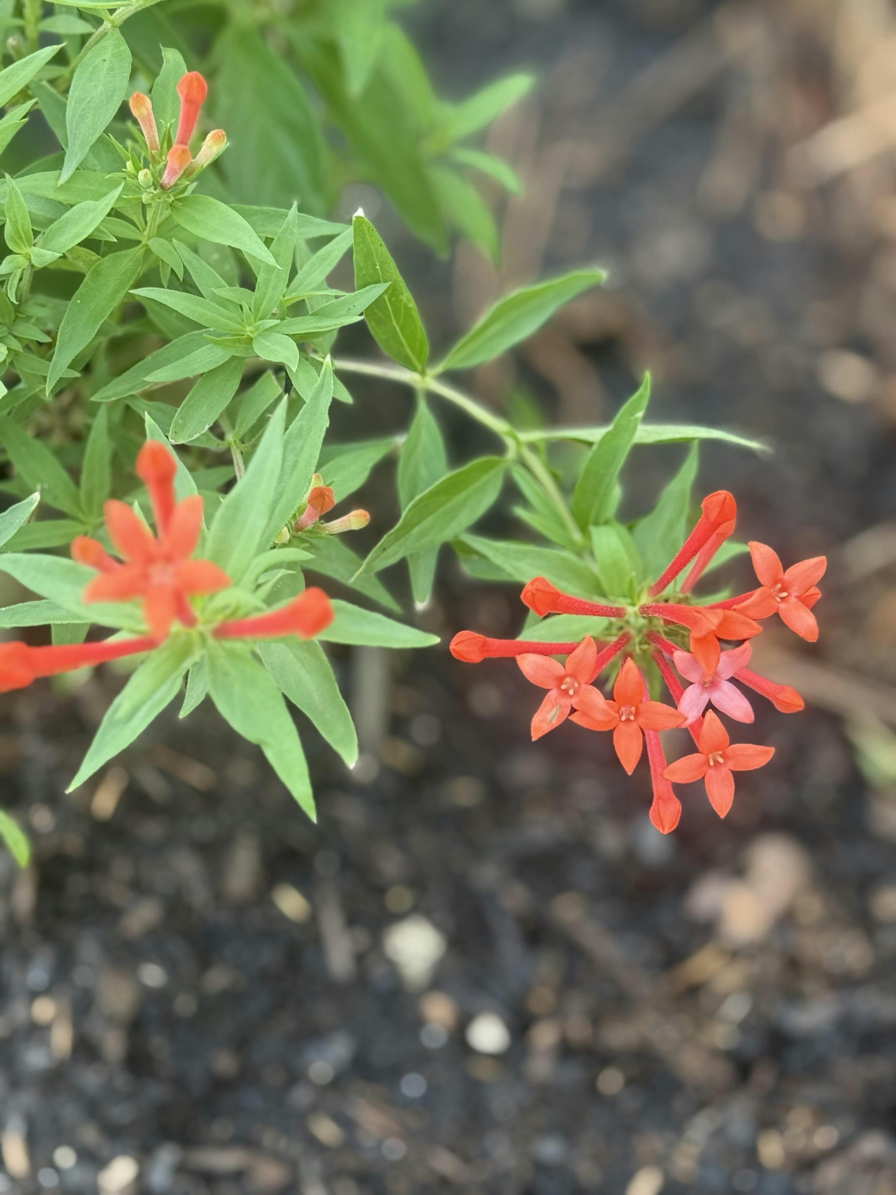 Estrellita Little Star Firecracker Bush (Bouvardia)