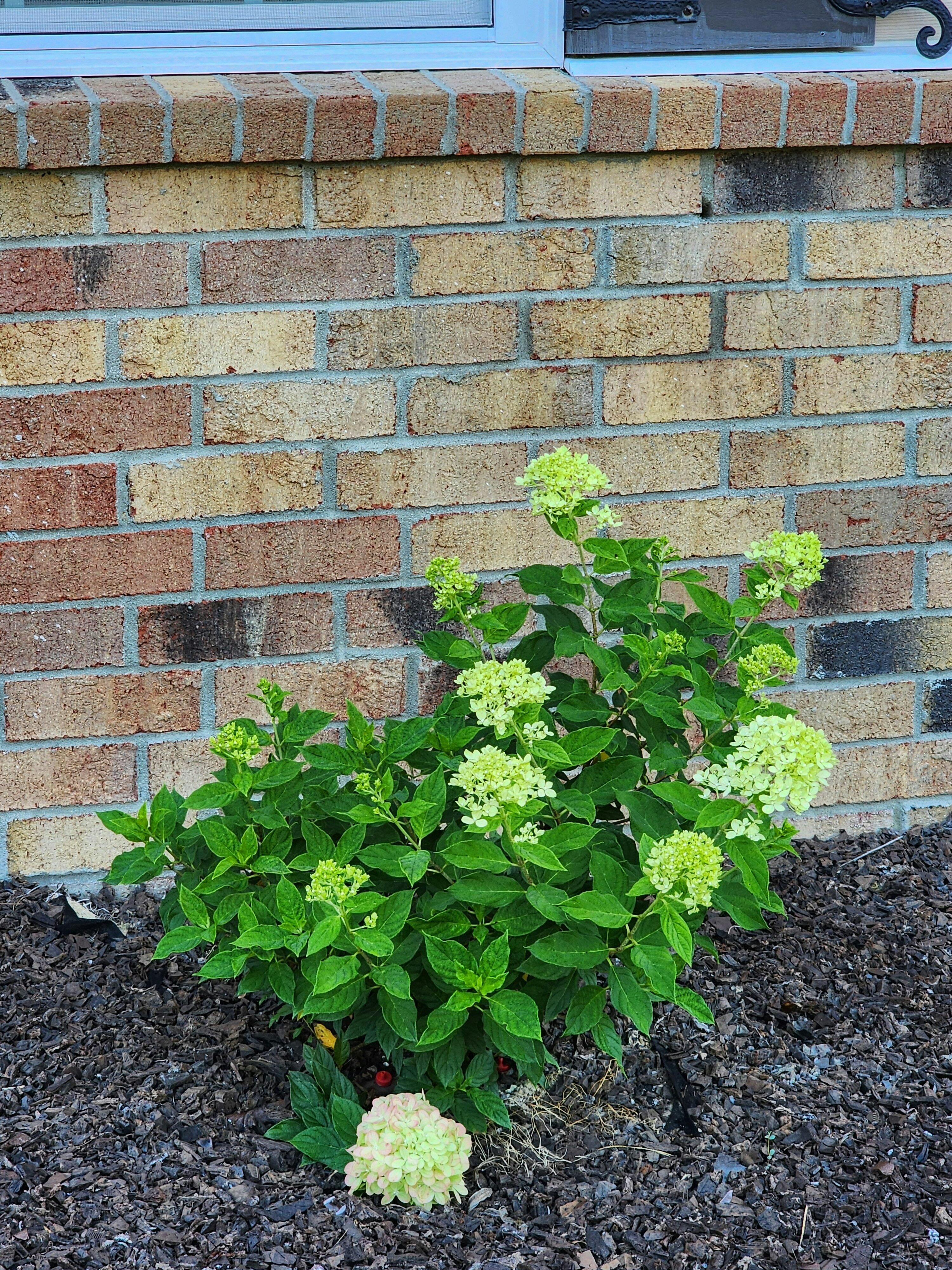 Proven Winners Little Lime Panicle Hydrangea - Thumbnail 5
