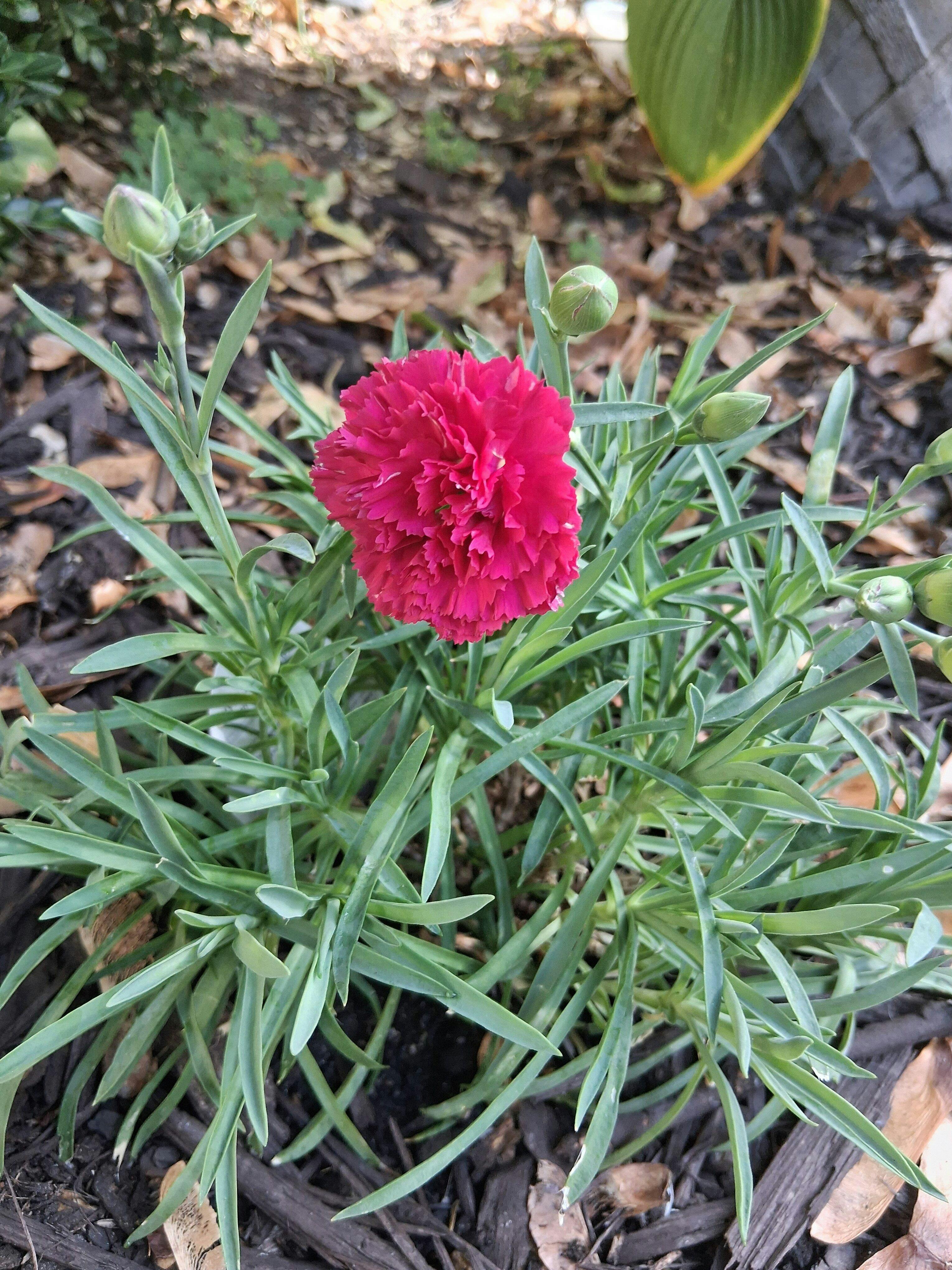 Fruit Punch® 'Cranberry Cocktail' Dianthus | Perennials – Great