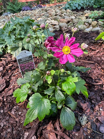 Curtain Call Deep Rose' Japanese Anemone | Perennials – Great