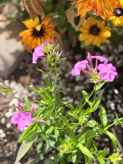 Opening Act Ultrapink' Hybrid Phlox For Sale | Perennials – Great Opening Act Ultrapink' Hybrid Phlox For Sale | Perennials – Great