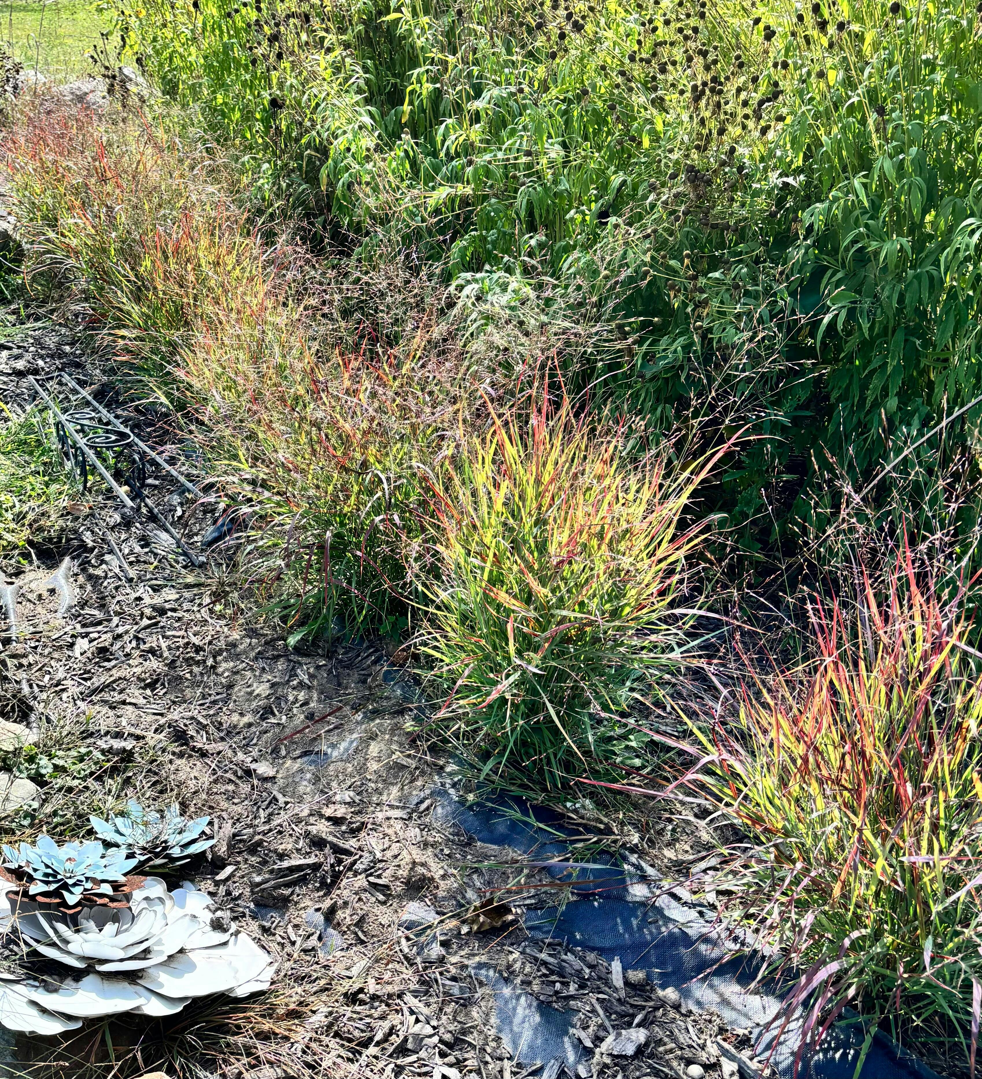 Prairie Winds 'Cheyenne Sky' Switchgrass (Panicum)