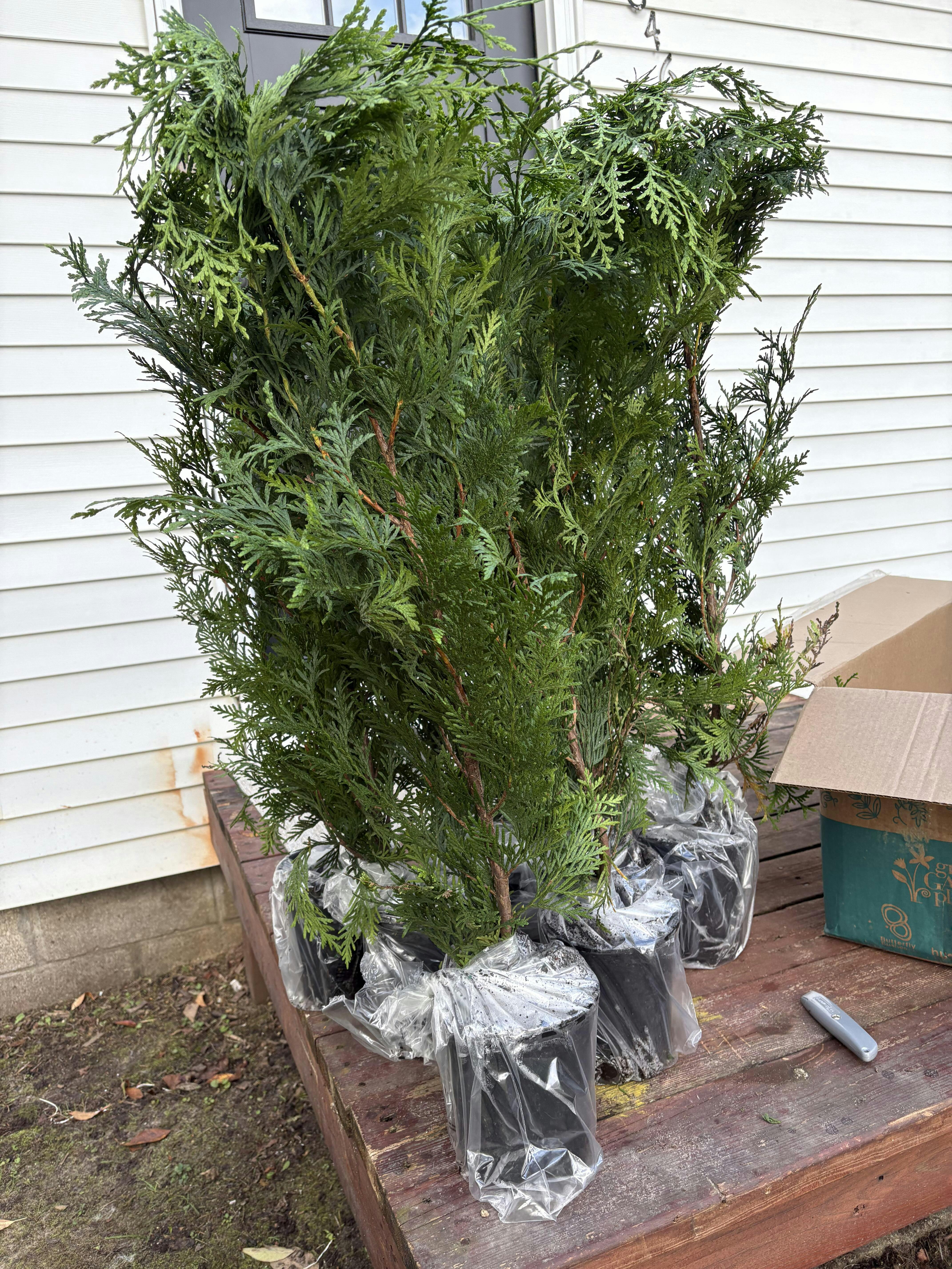 'Green Giant' Arborvitae (Thuja)