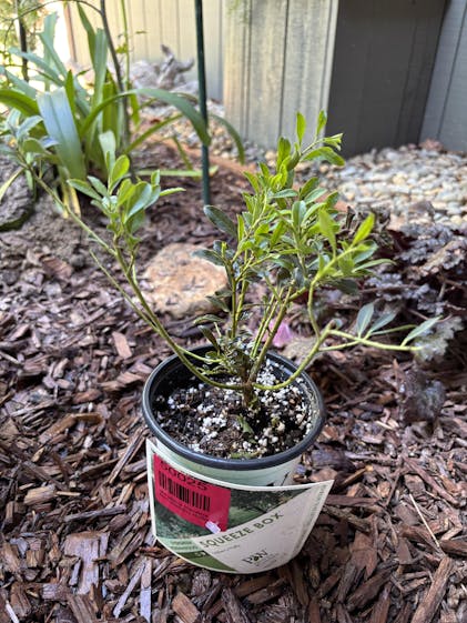 Squeeze Box® Inkberry Holly | Proven Winners – Great Garden Plants