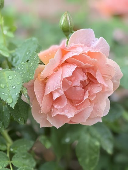 At Last® Rose For Sale | Proven Winners – Great Garden Plants
