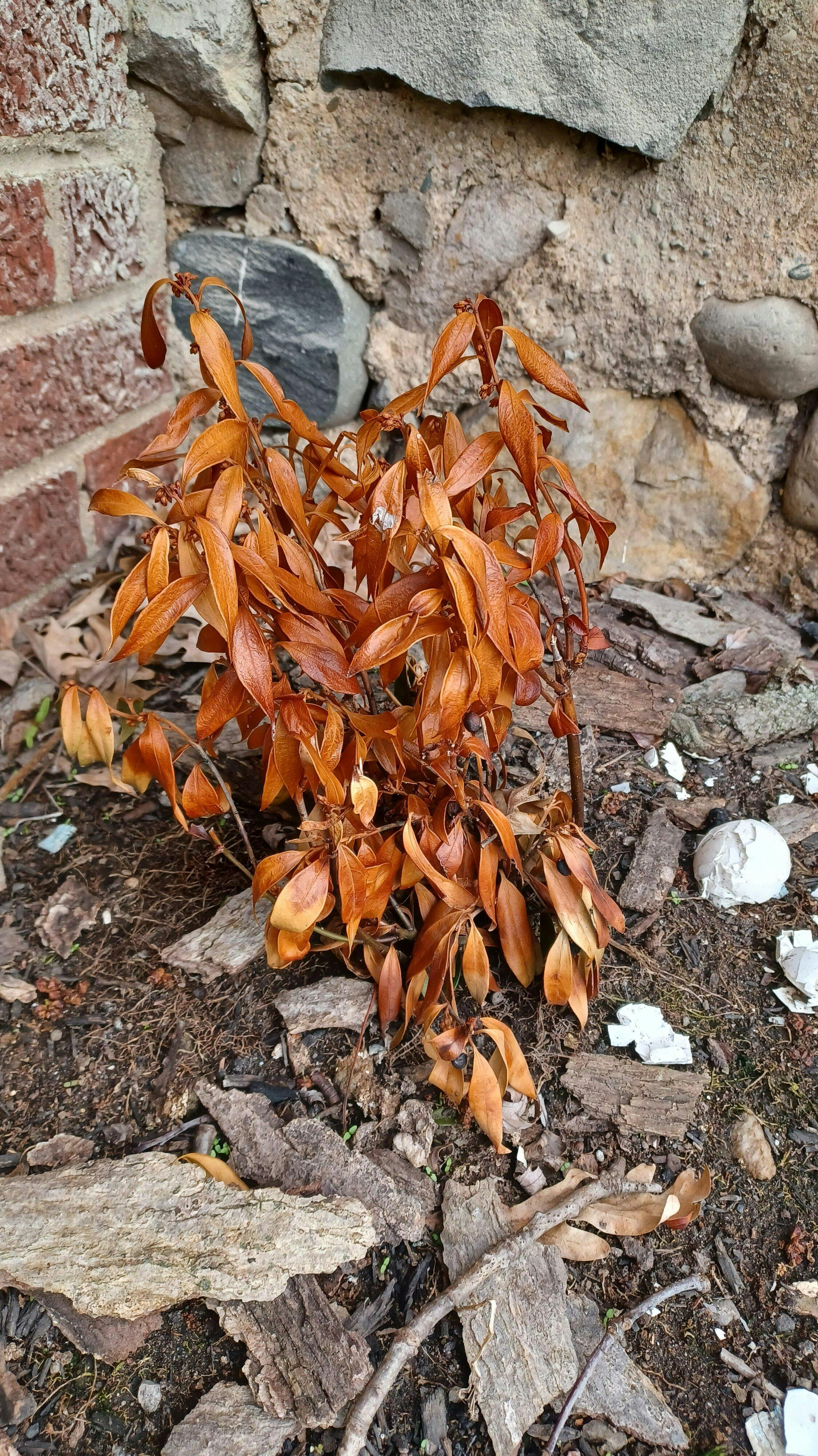 Sweet & Lo™ Sweet Box | Proven Winners – Great Garden Plants