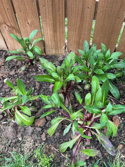 Starship Deep Rose' Cardinal Flower | Perennials – Great Garden Plants