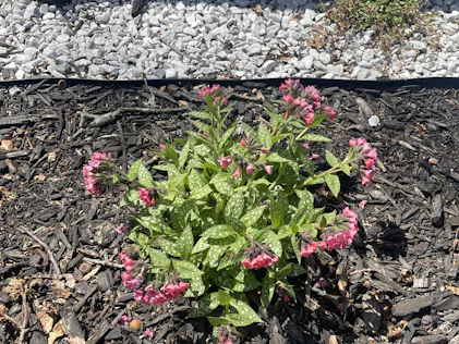 Shrimp on the Barbie' Lungwort | Perennials  Great Garden Plants