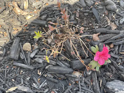 Perfecto Mundo Fuchsia Carpet™ Azalea | Proven Winners – Great
