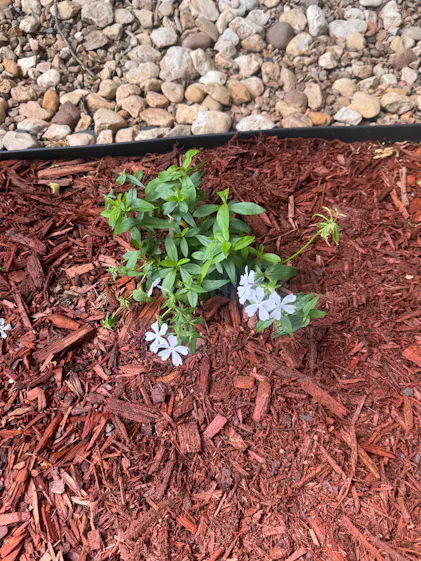 May Breeze' Woodland Phlox For Sale | Perennials – Great Garden Plants