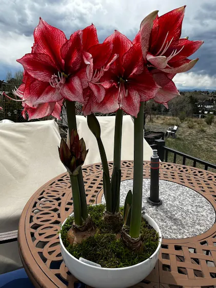 Charisma' Amaryllis Bulbs For Sale  Great Garden Plants