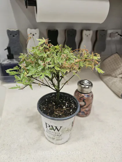 Metamorphosa Japanese Maple | Proven Winners  Great Garden Plants