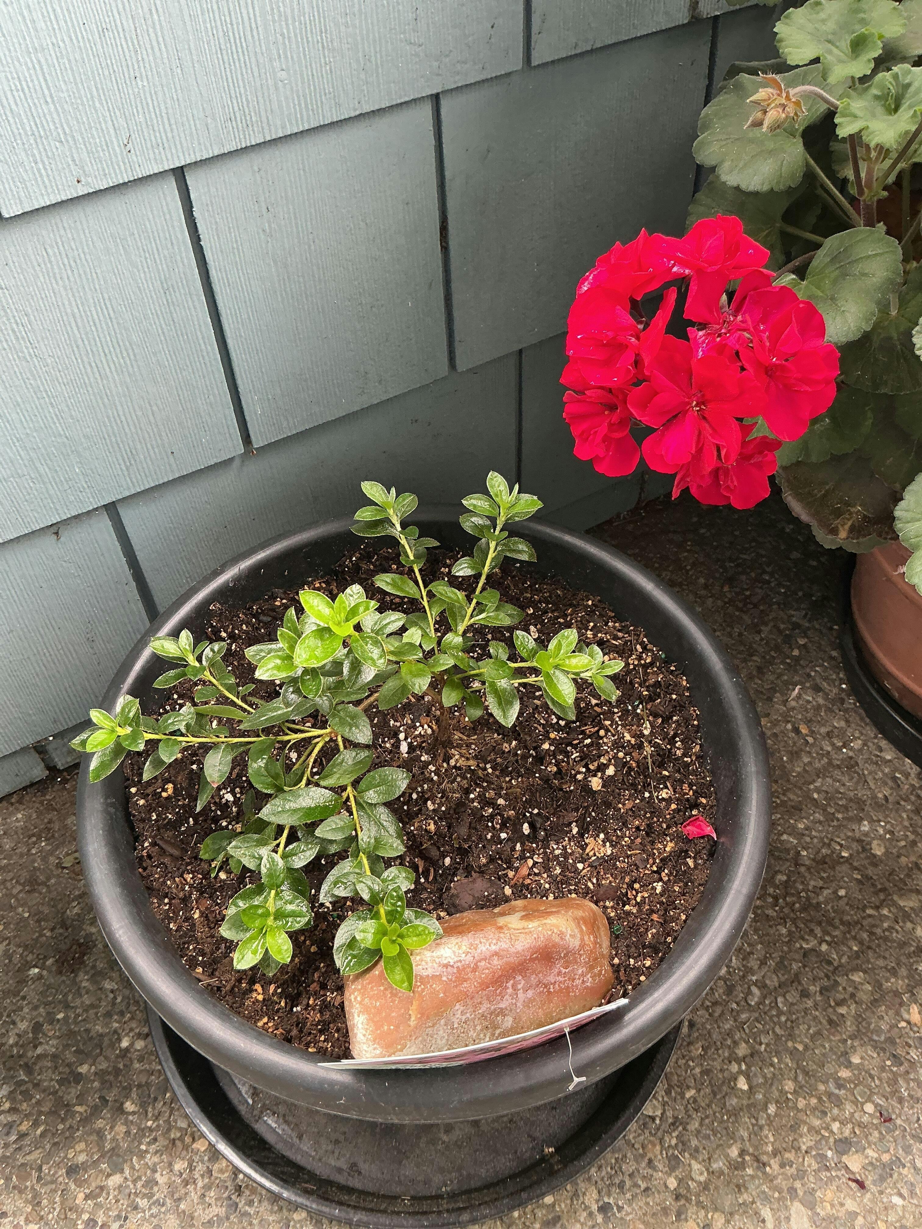 Perfecto Mundo Pink Carpet™ Reblooming Azalea | Proven Winners