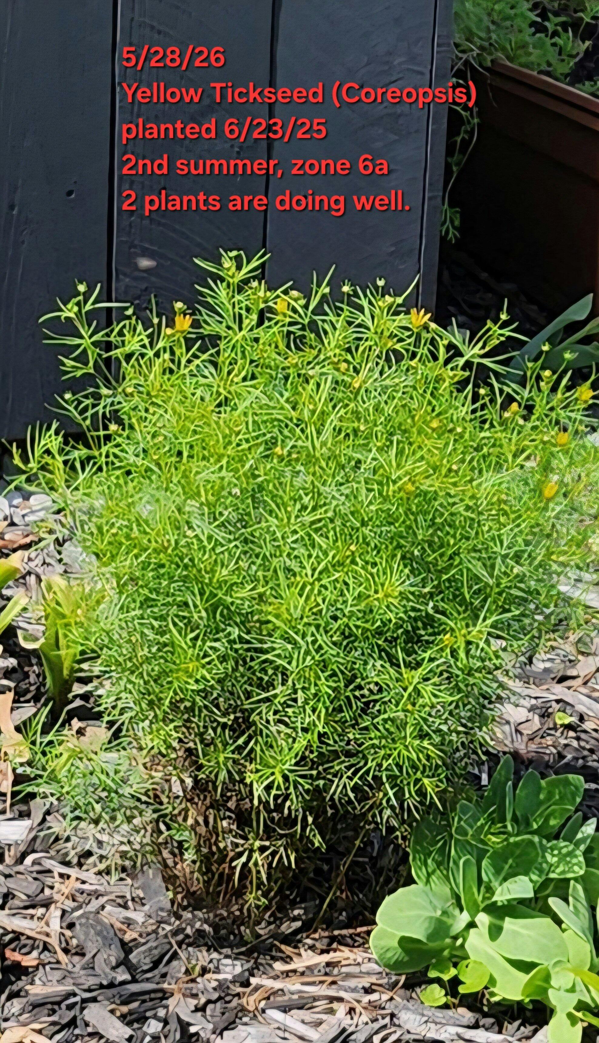 Zagreb' Tickseed | Perennials – Great Garden Plants