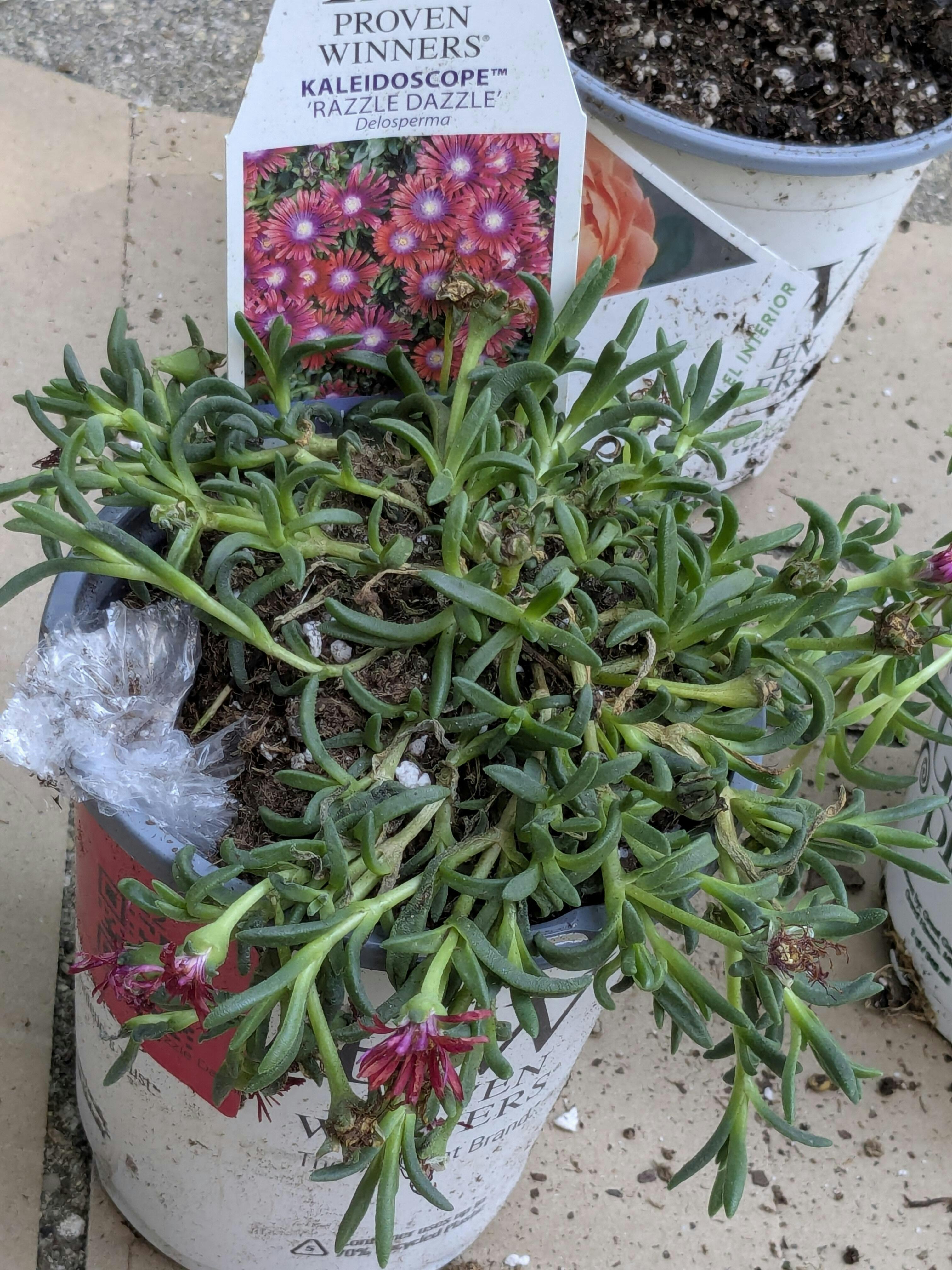 Kaleidoscope™ 'Razzle Dazzle' Ice Plant | Proven Winners – Great