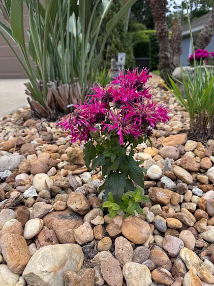 Leading Lady Razzberry' Bee Balm | Perennials – Great Garden Plants