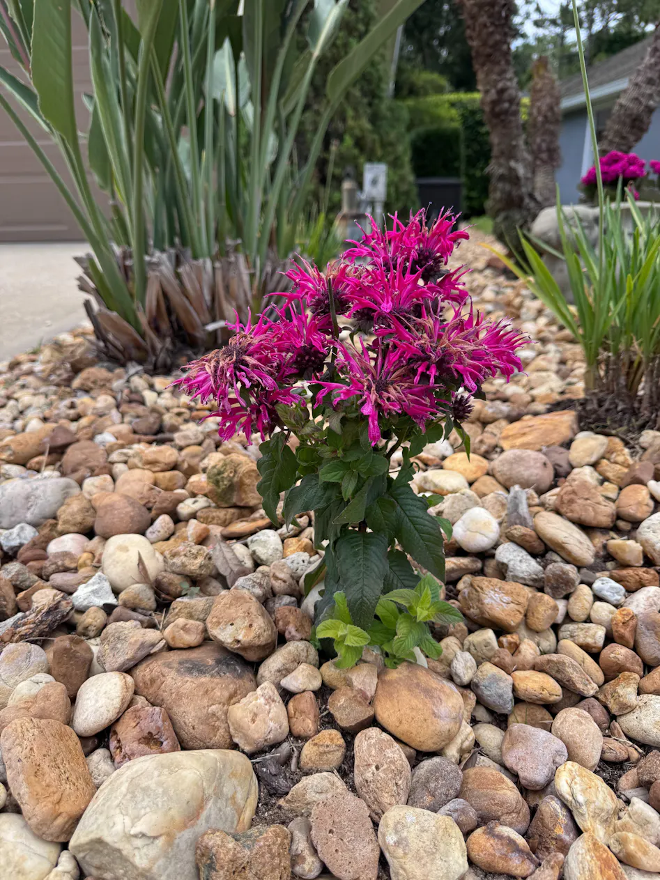 Leading Lady Razzberry' Bee Balm | Perennials – Great Garden Plants