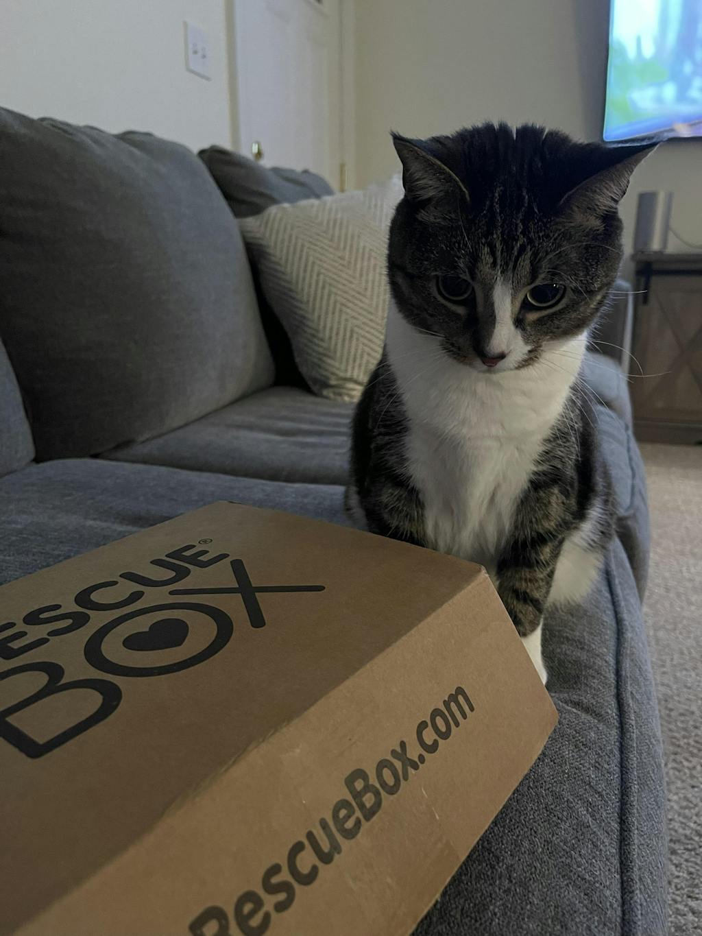 cat with rescuebox