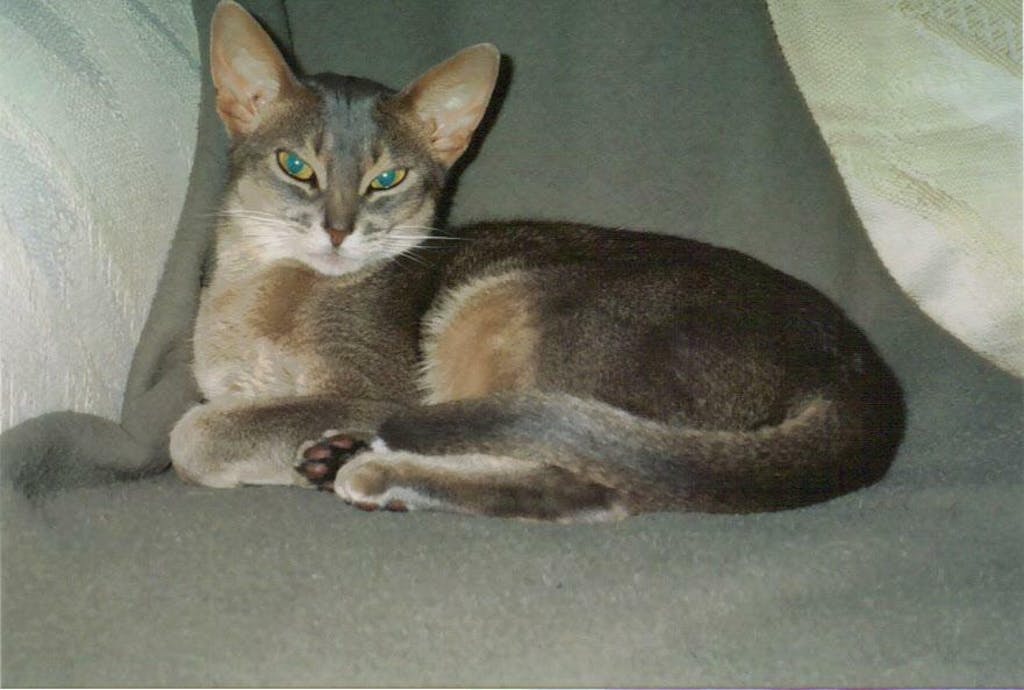 Emergency Kitten & Puppy Formula Provide Formula Feeding Kits For