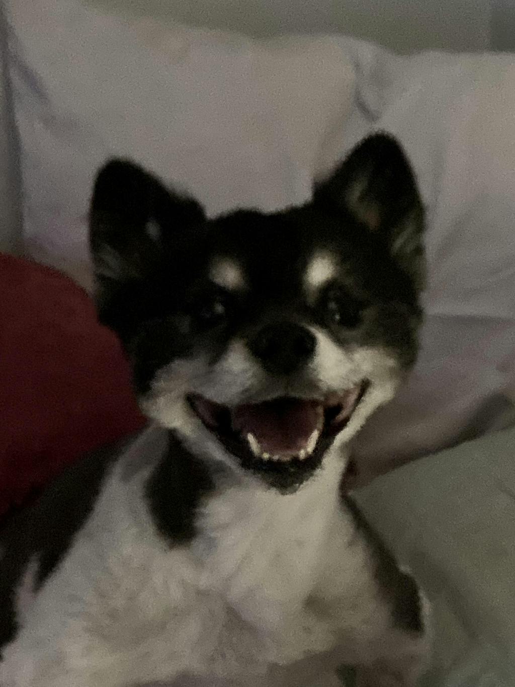 Emergency Kitten & Puppy Formula Provide Formula Feeding Kits For