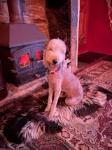 Personalised Paracord Dog Collar with BioThane® Strap | Custom Dog Collar