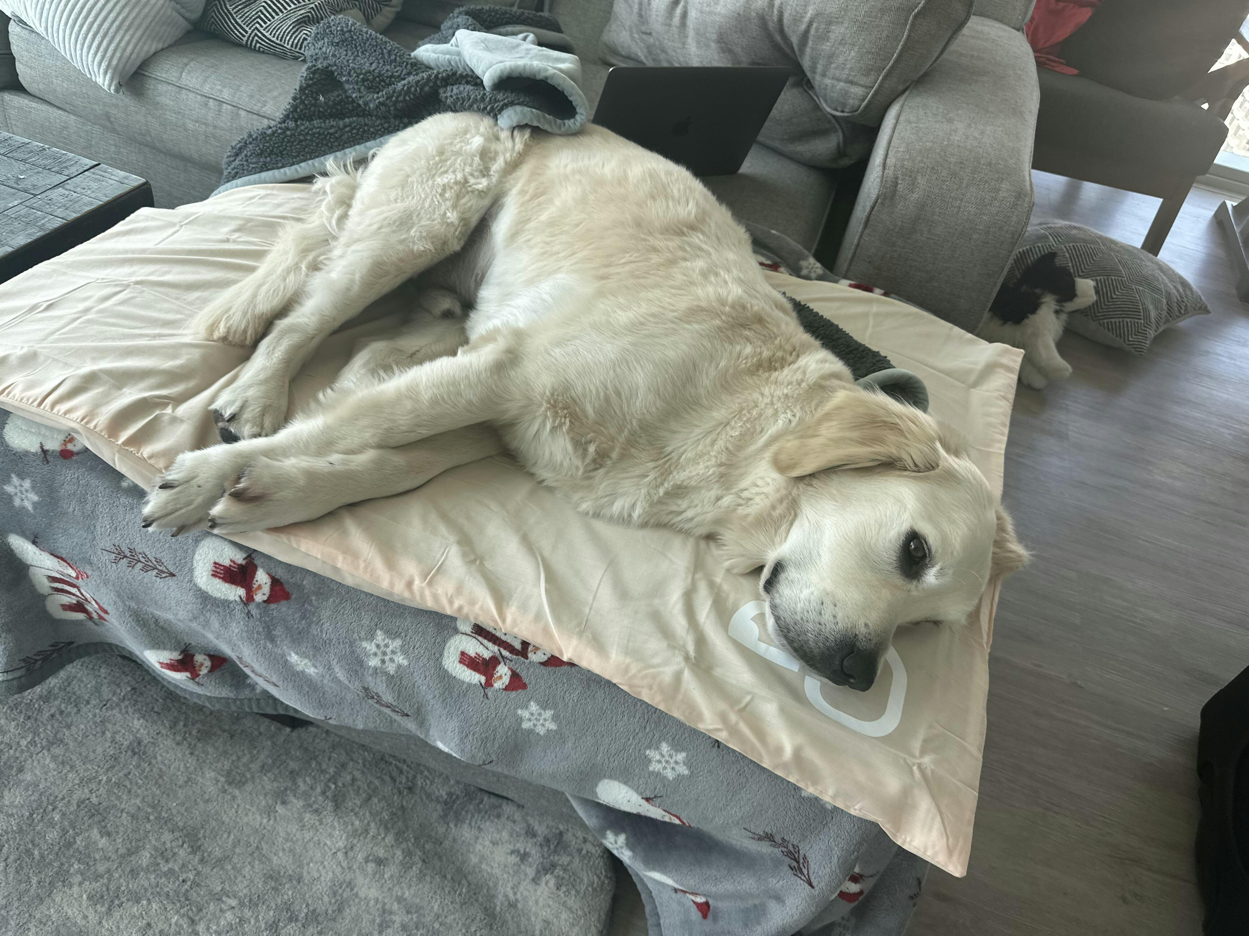 The Green Pet Shop Reviews