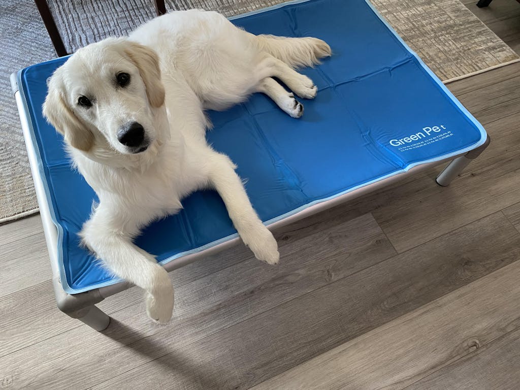 The Green Pet Shop Reviews