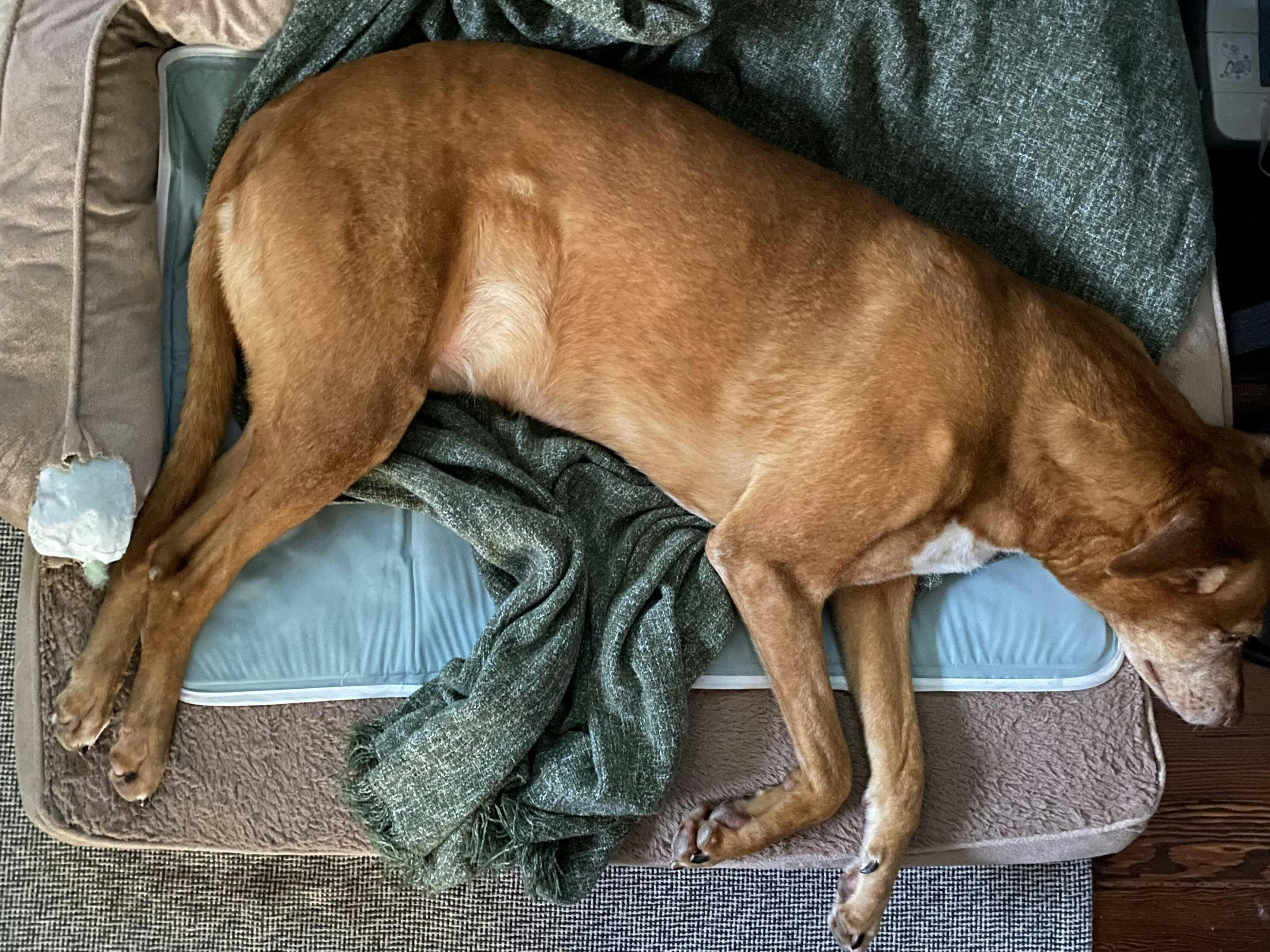 The Green Pet Shop Reviews