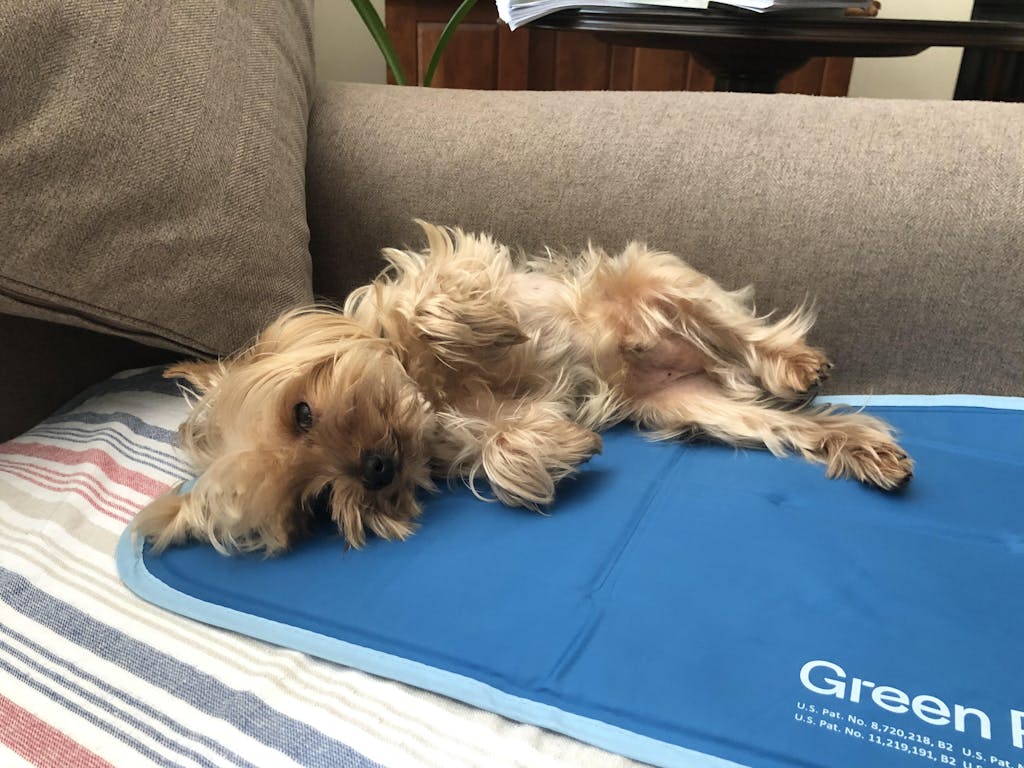 The Green Pet Shop Reviews