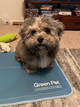 The Green Pet Shop Dog Mat, Extra Large - Pressure Activated Cooling Pad,  (80 Plus Lb.) - Non-Toxic Gel, No Water or Electricity Needed for This XL