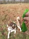 GREEN POOP BAG - 120 BAGS - ROLLS