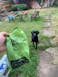 GREEN POOP BAG - 120 BAGS - ROLLS