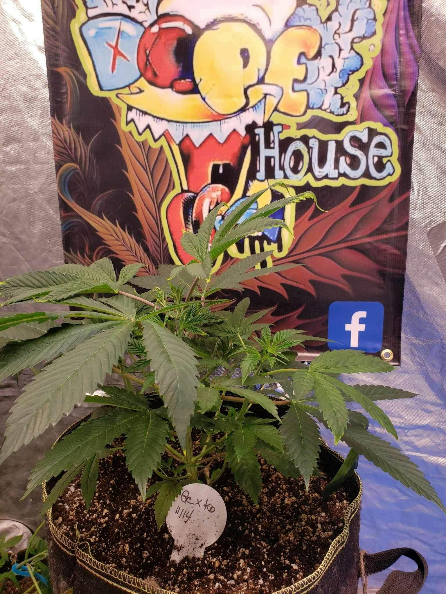 Full Grow Package with Nutrients, Curing Bags, Clips & More Green