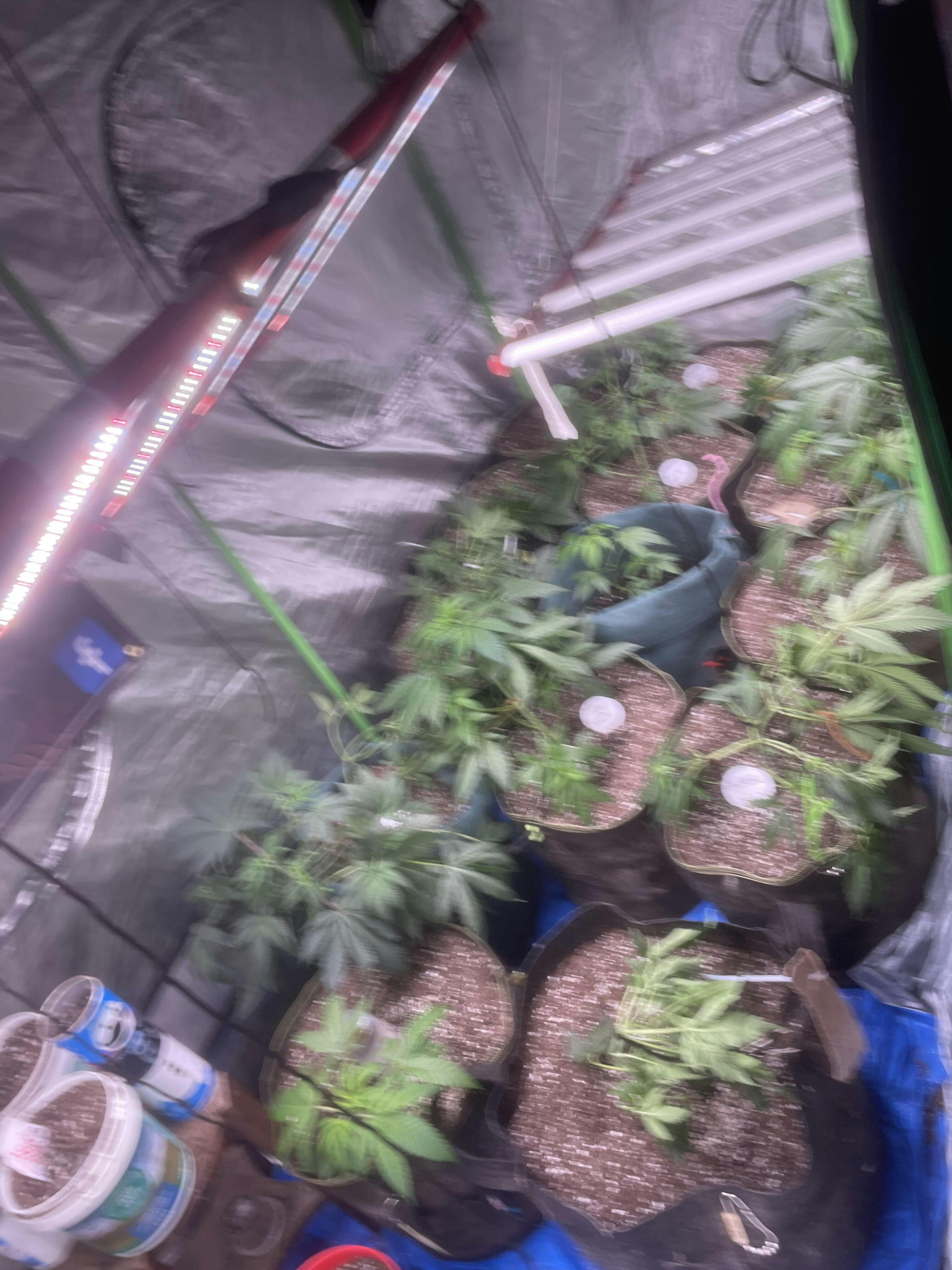 Full Grow Package with Nutrients, Curing Bags, Clips & More Green